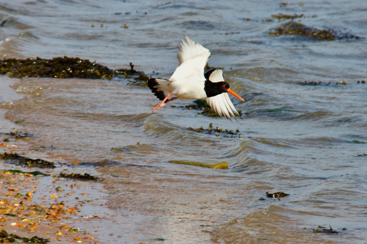 An Oyster Catcher Takes Flight on Brownsea Island in Dorset