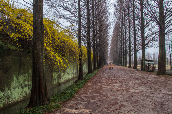 Avenue of Metasequoia trees  in Damyang, South Korea