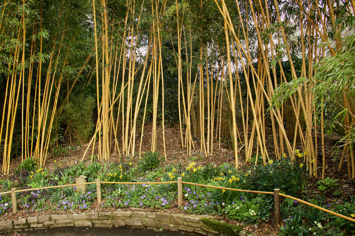 Bamboo and Wild Flowers at Compton Acres in Dorset
