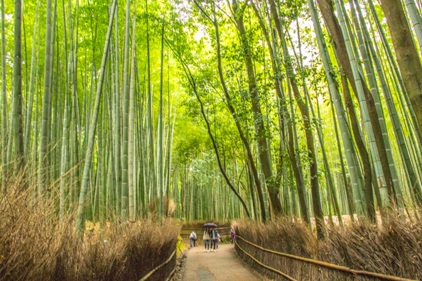 Bamboo grove in Arashiyama, Japan