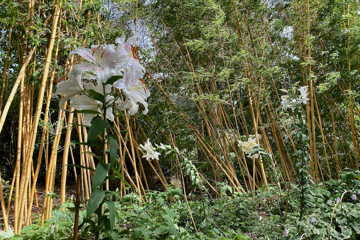 Bamboo Patch in Compton Acres, Canford Cliffs in Dorset