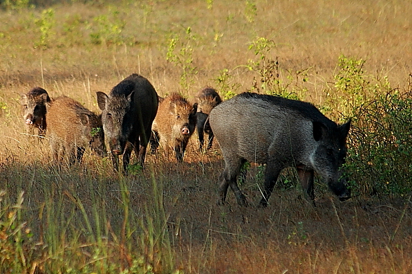 Wild boars at Bandhavgarh in India