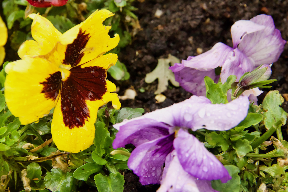 Battered Pansies after the Storm