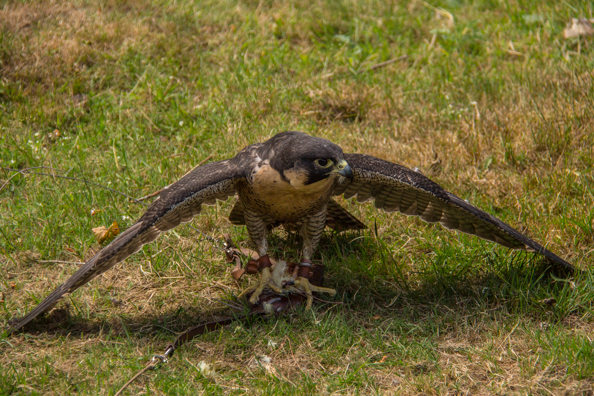 Bella, peregrine falcon, at Sherwood Hideaway Near Ollerton, Notts