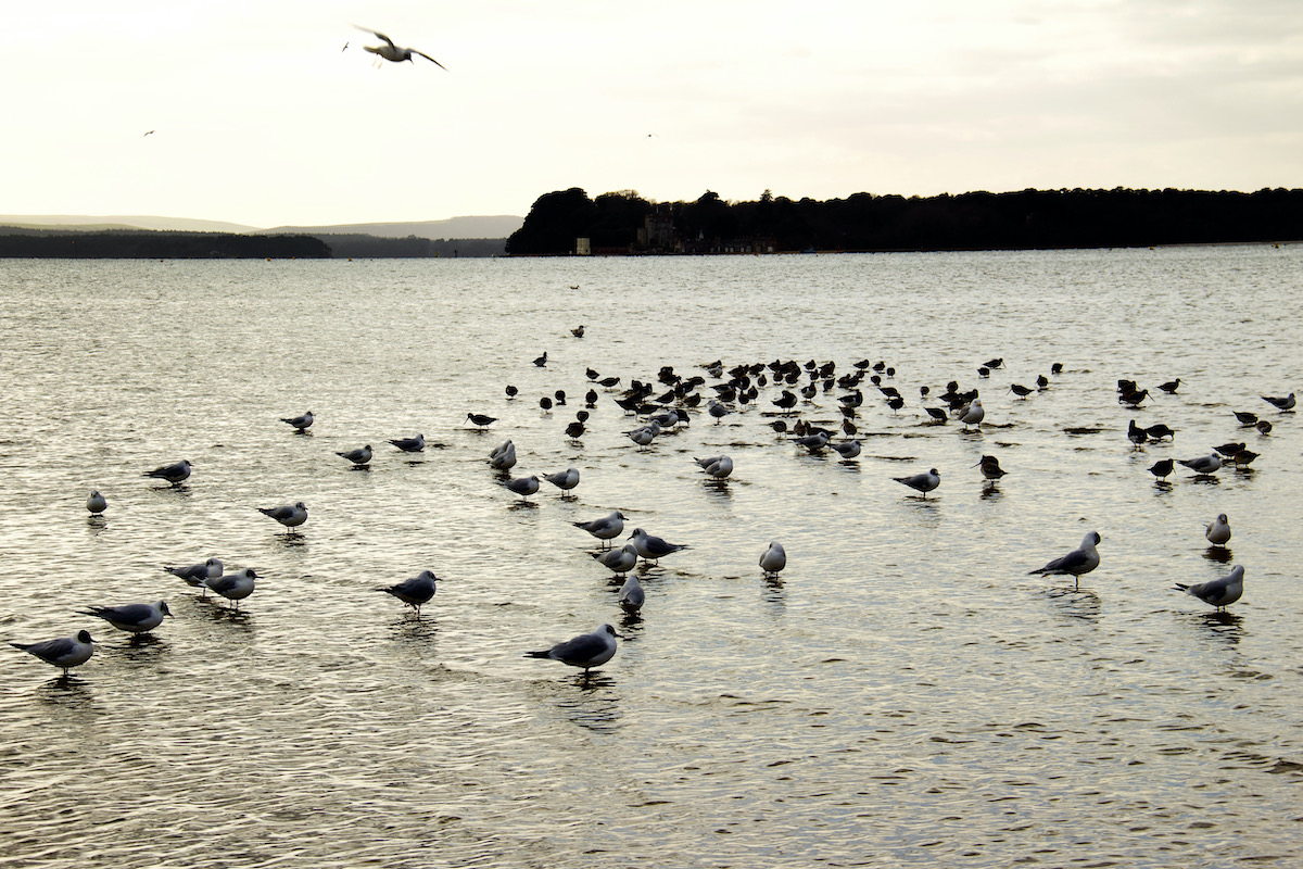 Birds Feeding in Poole Harbour, Dorset
