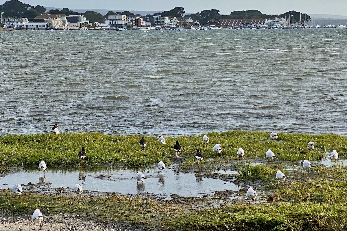 Birds Grounded by Strong Winds in Poole Harbour, Dorset