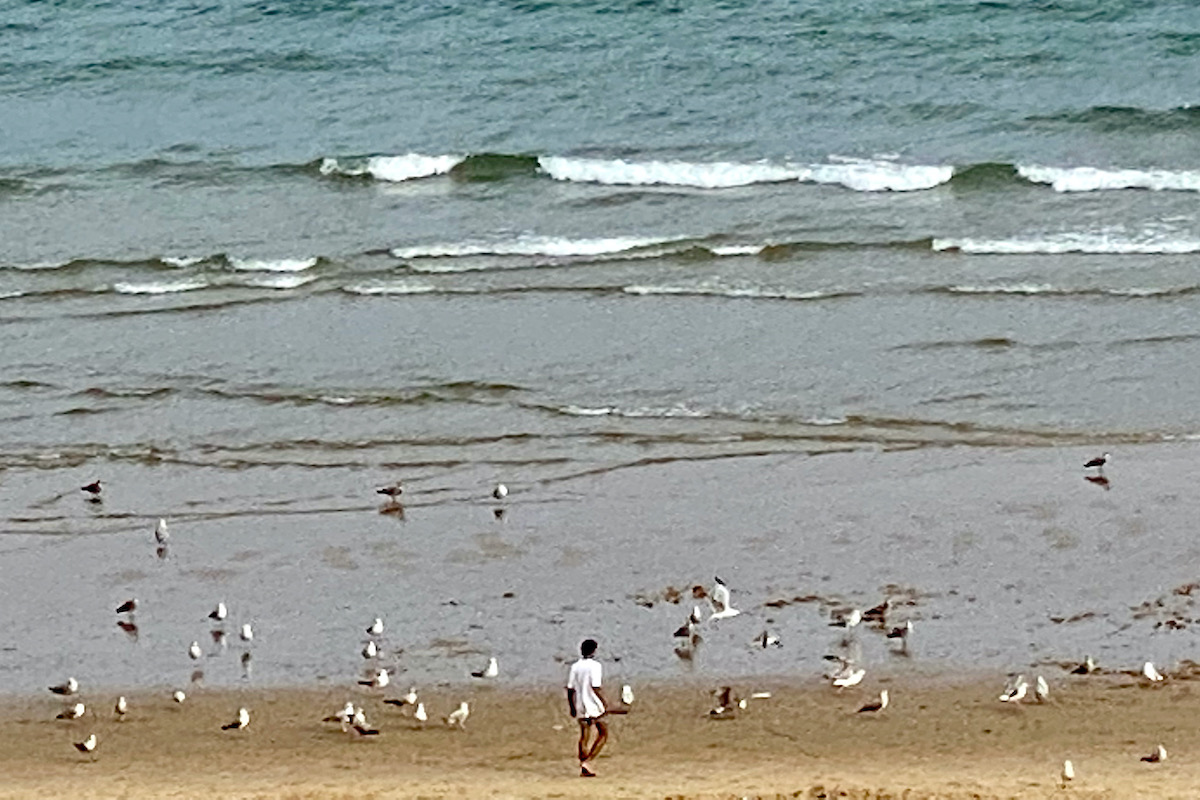 Birds Paddling on Bournemouth Beach in Dorset