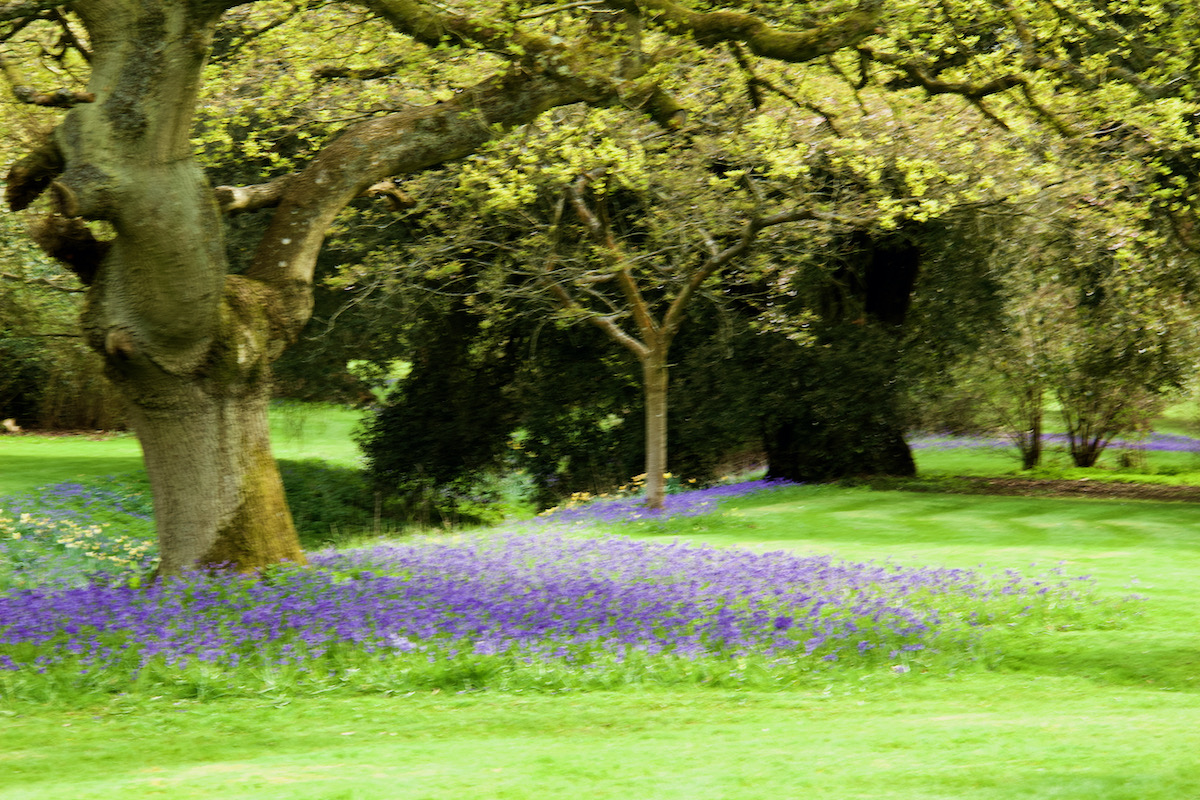 Bluebells in The Arboretum at Blenheim Palace in Woodstock