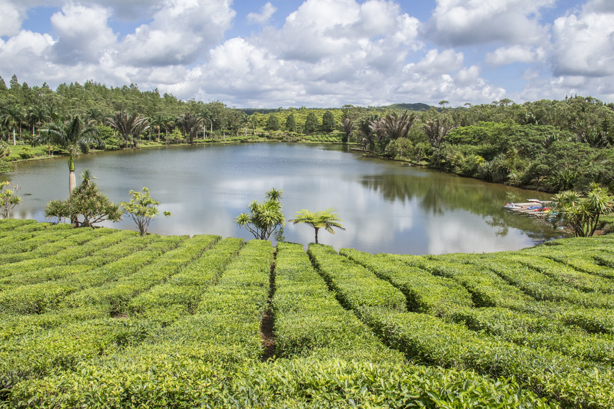 Bois Chéri tea plantation on Mauritius  4796