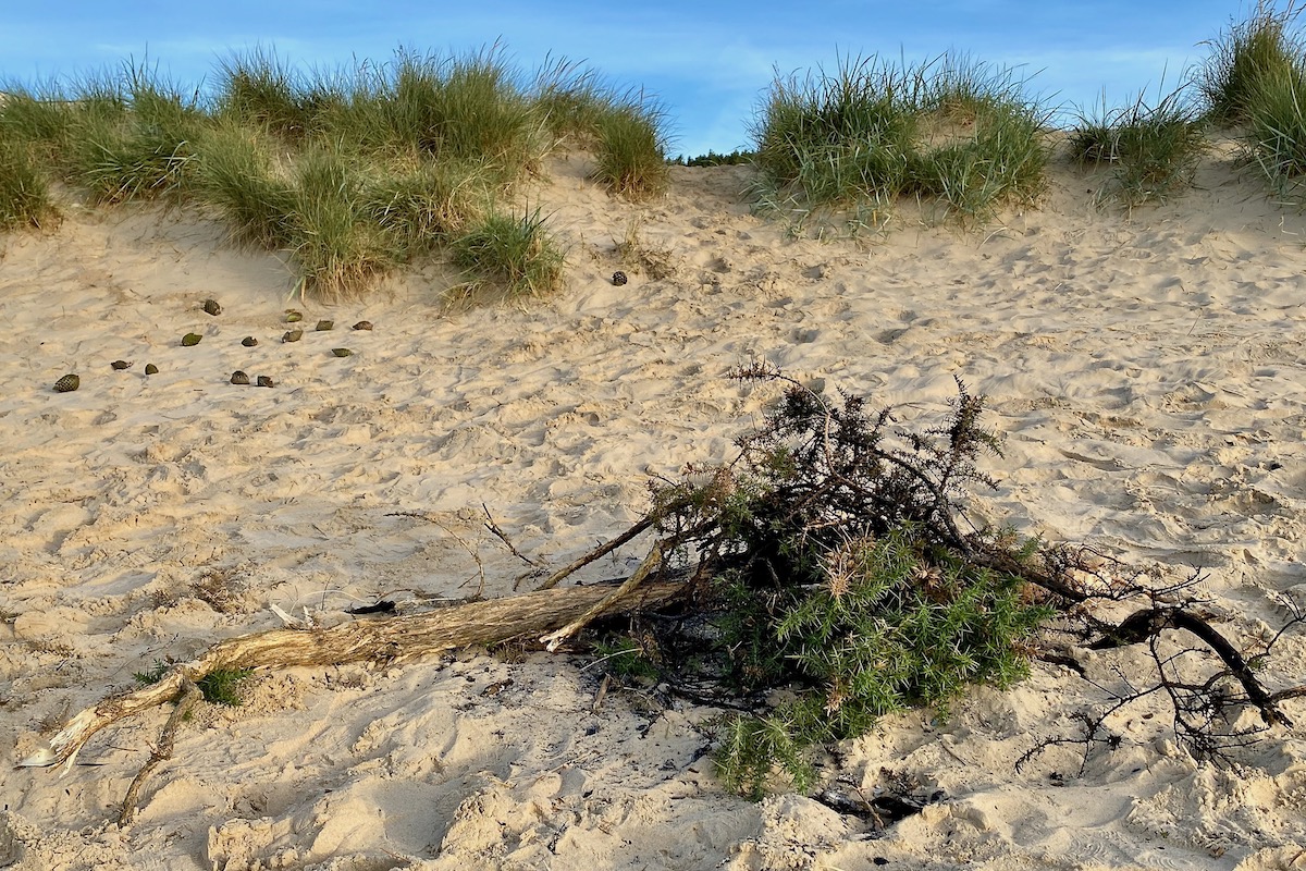 Bonfire Remains on Sandbanks Beach in Dorset