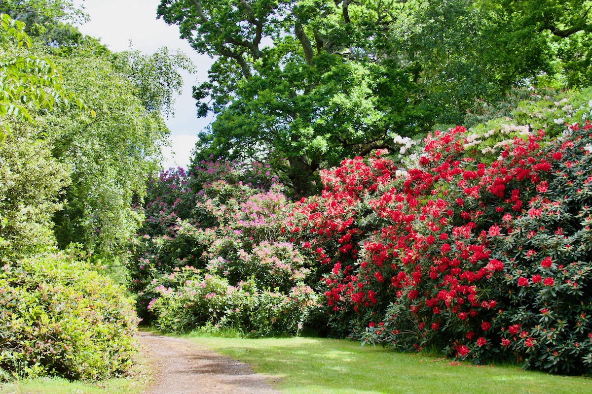 Brilliant Blooms at Exbury Gardens in Hampshire