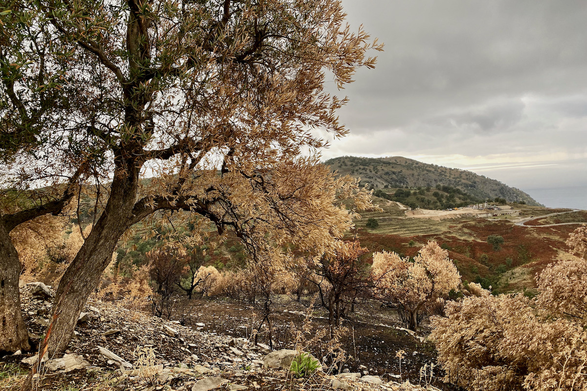 Burnt Landscape near Piluri in Albania