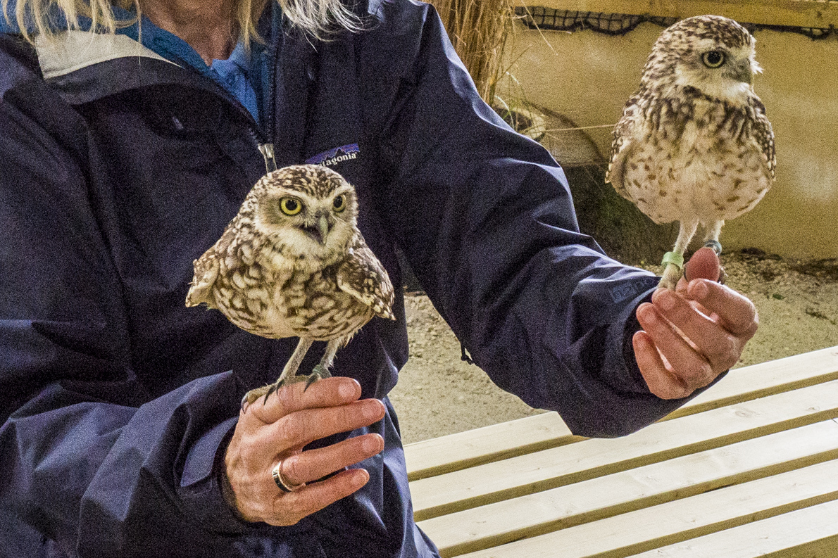 Burrowing Owls at the Hawk Conservancy Trust in the Test Valley    5022934