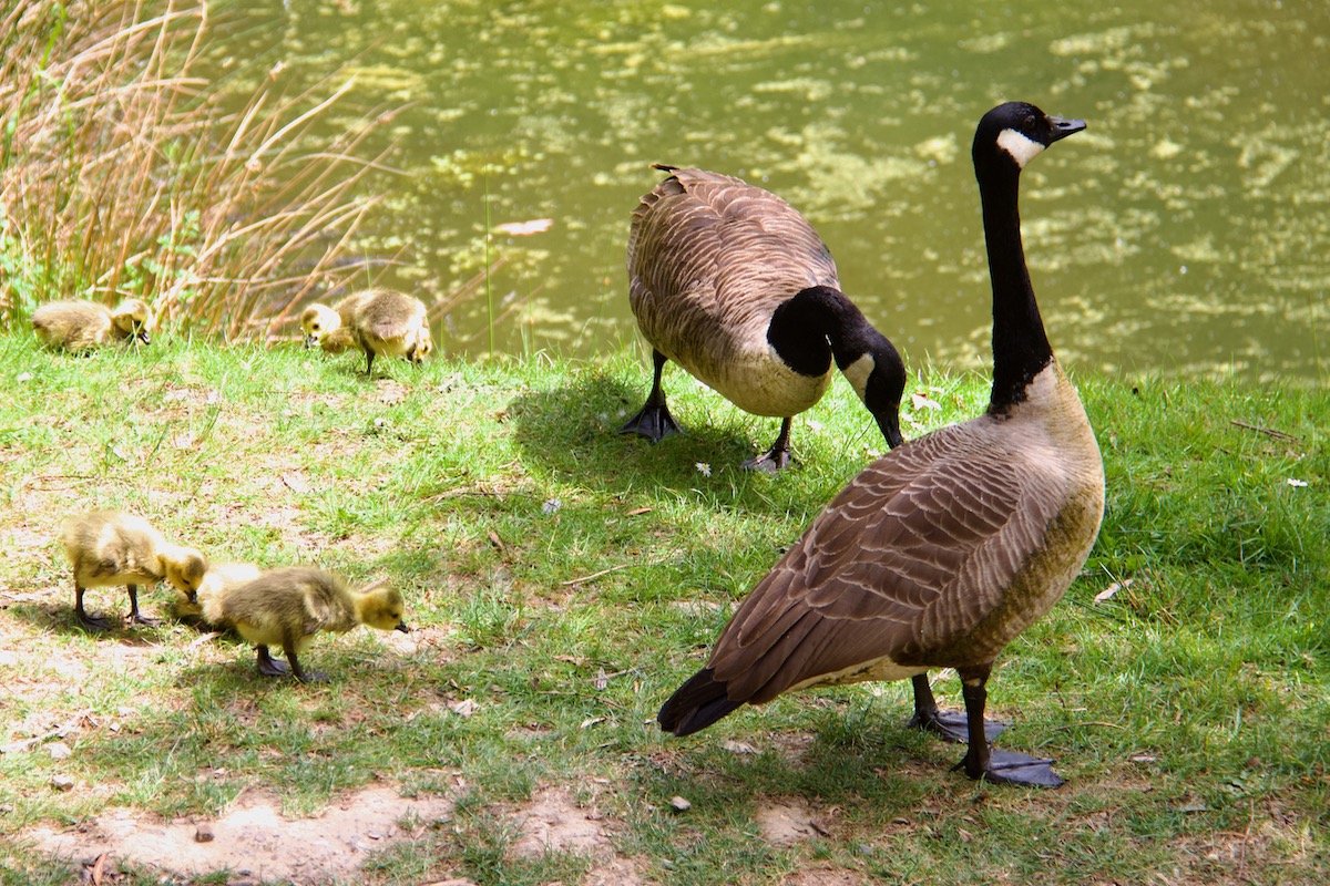 Canada Geese and Goslings at Leonardslee Lakes & Gardens