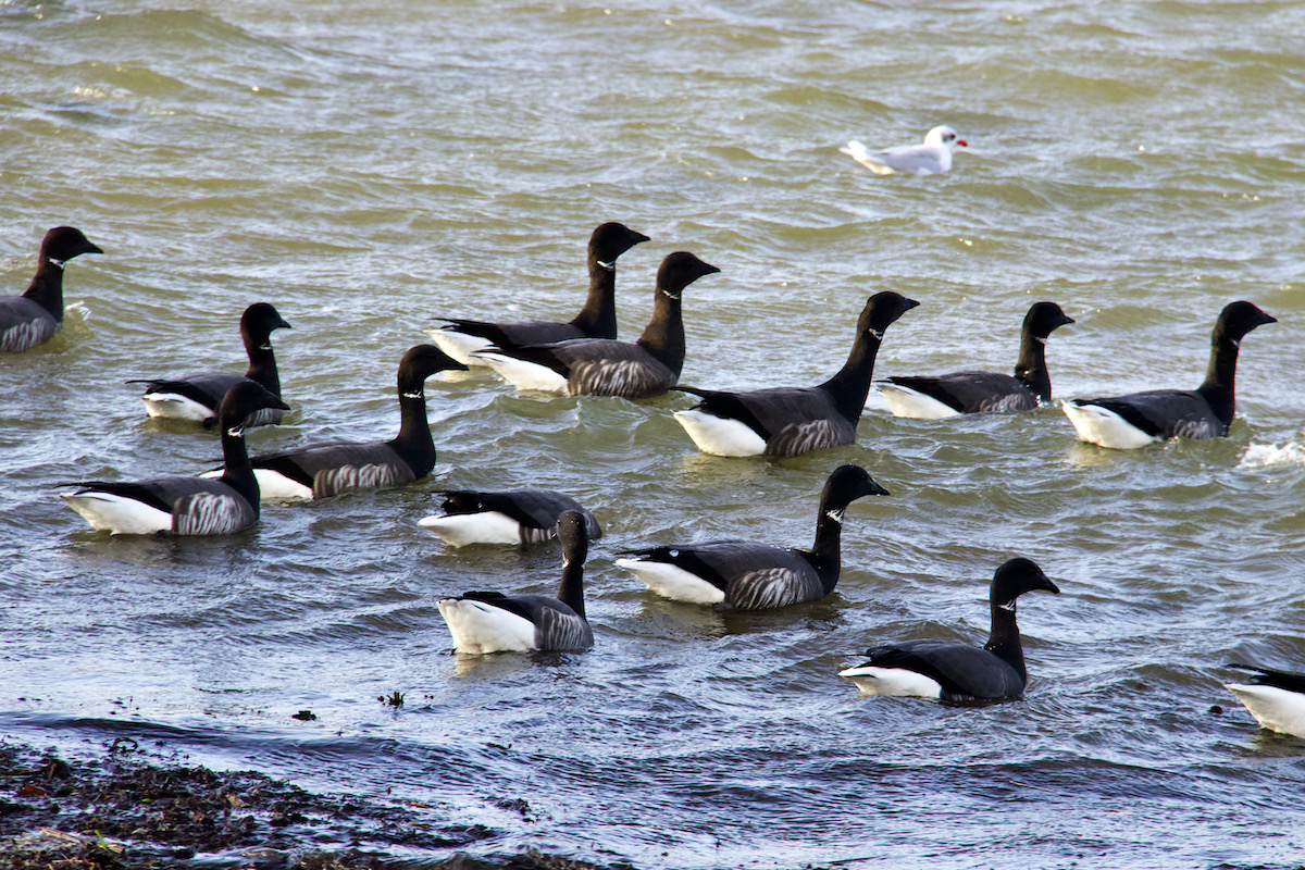 Canada Geese Battling Against the Current in Poole Harbour, Dorset