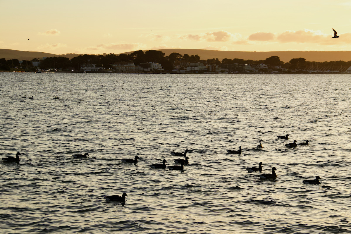 Canada Geese on Poole Harbour in Dorset
