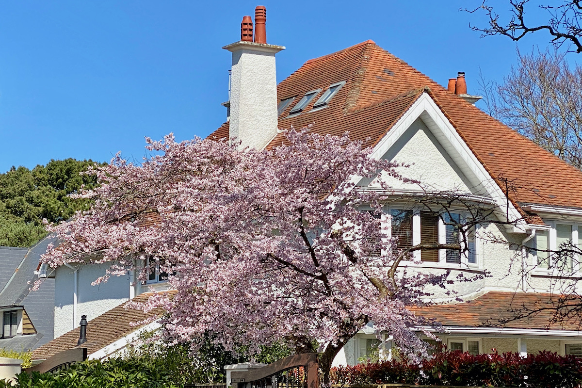 Cherry Blossom in Canford Cliffs village, Dorset