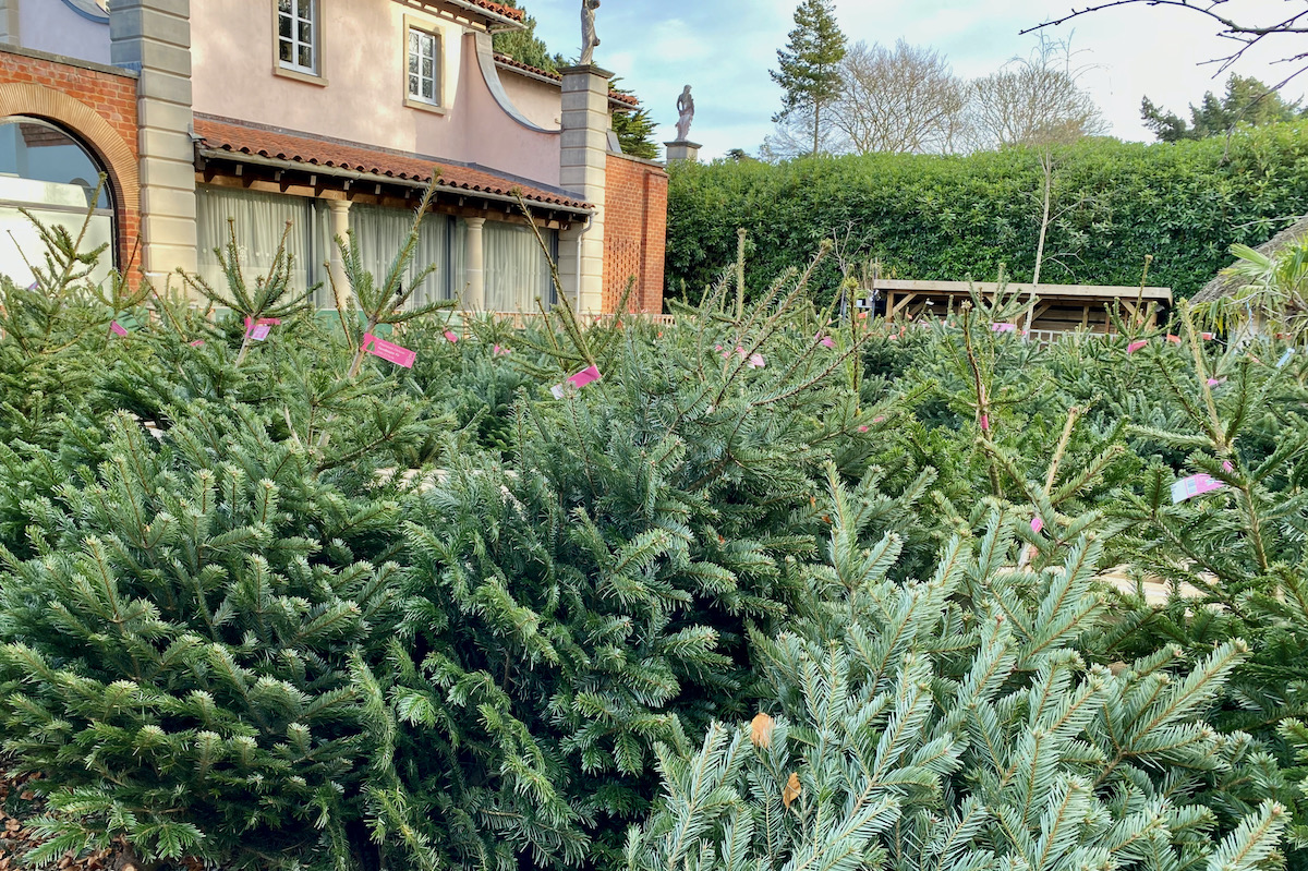 Christmas Trees Galore at Compton Acres in Dorset