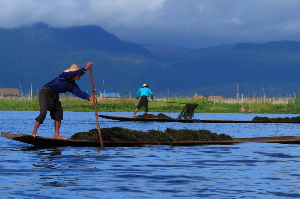 collecting algae on Lake Inle in Myanmar cropped