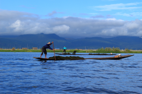 Collecting algae on Lake Inle in Myanmar original