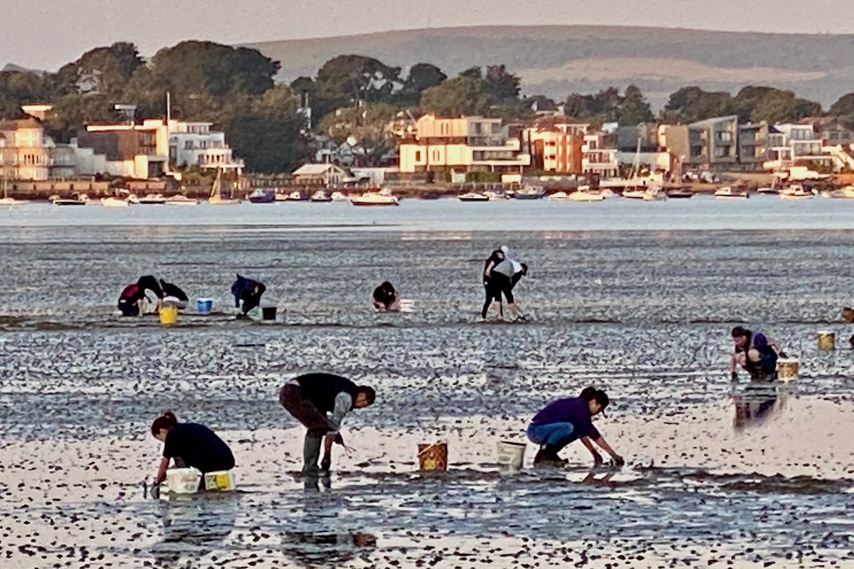 Collecting Shellfish in Poole Harbour, Dorset