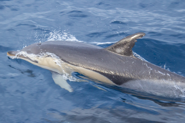 Common dolphin off Faial Island in the Azores