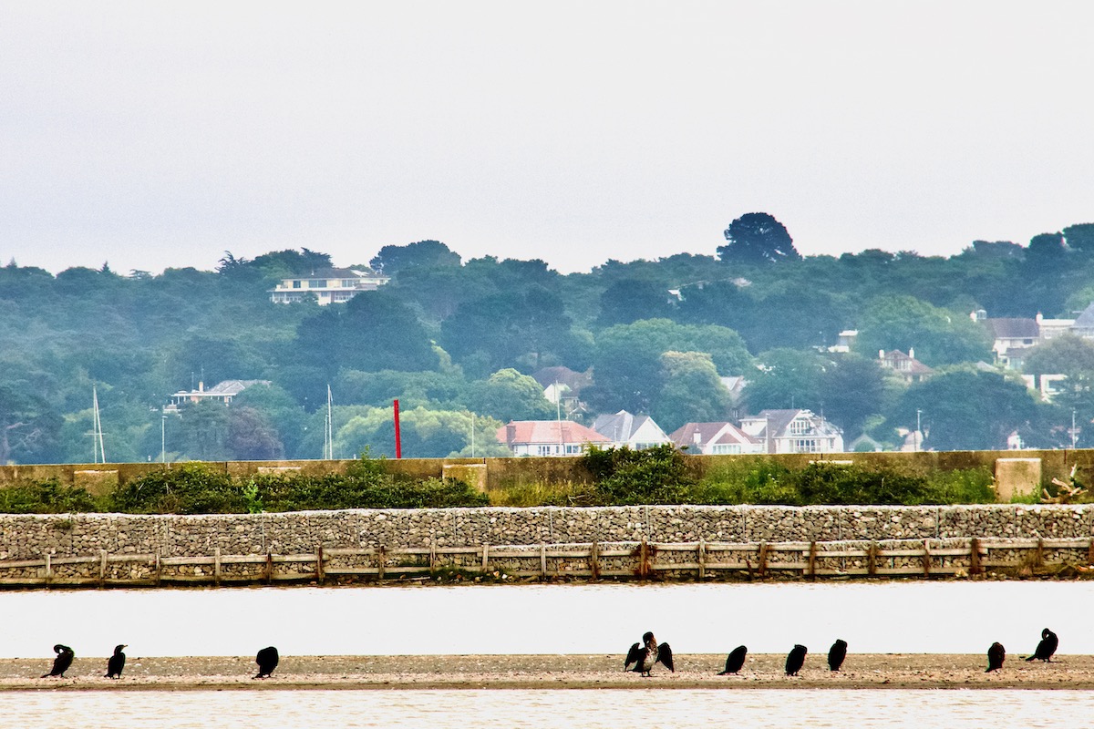 Cormorants Basking on Brownsea Island in Poole Harbour