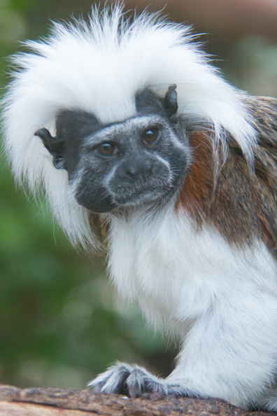 Cotton-top tamarin at Marwell Zoo in Hampshire