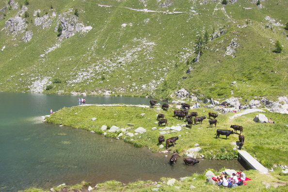 Cows and people cool down by Lago Ritorto, Madonna di Campiglio in Italy