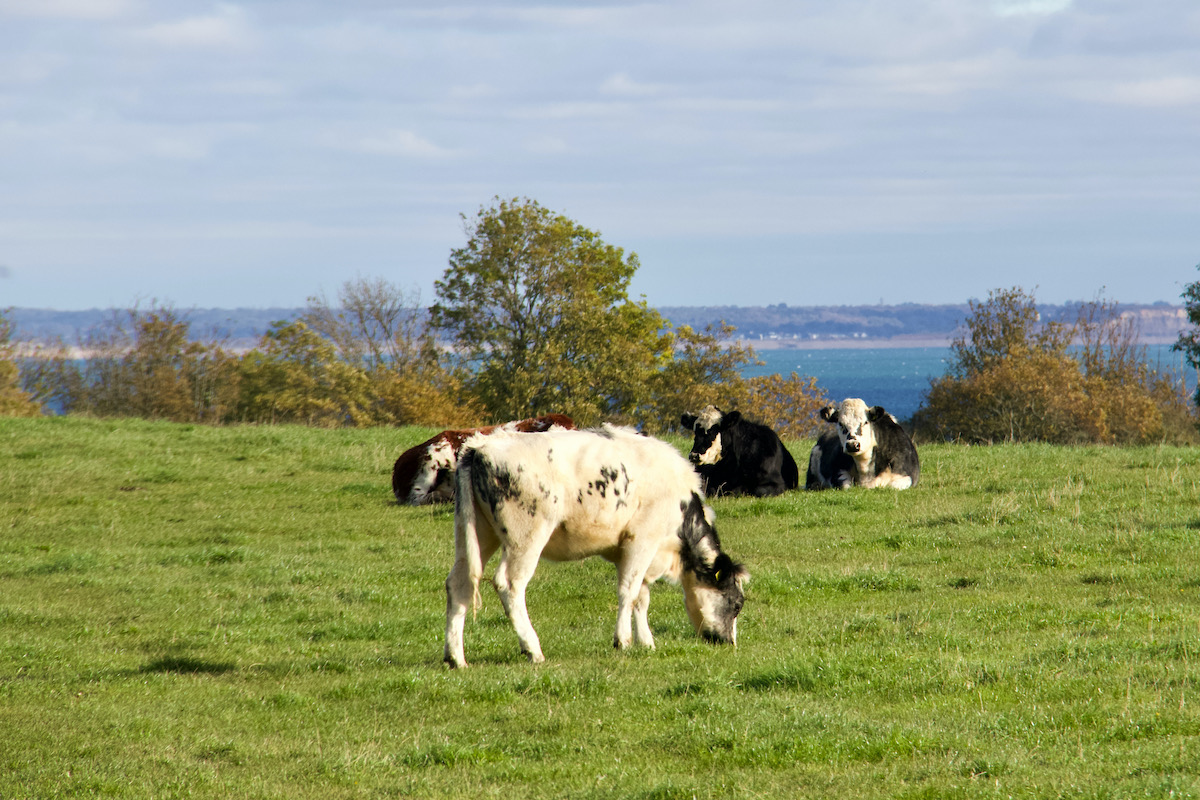 Cows Grazing on the Isle of Purbeck in Dorset