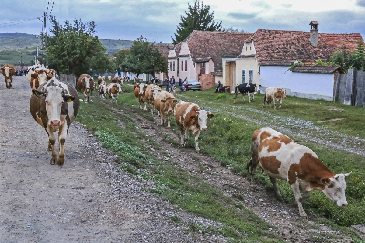 Cows making their way home in Viscri, Romania Image Credit  Andy Wilson