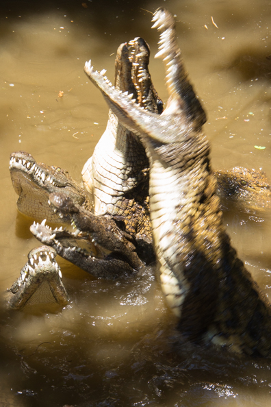 Crocodiles being fed at Vanille Réserve des Mascareignes on Mauritius