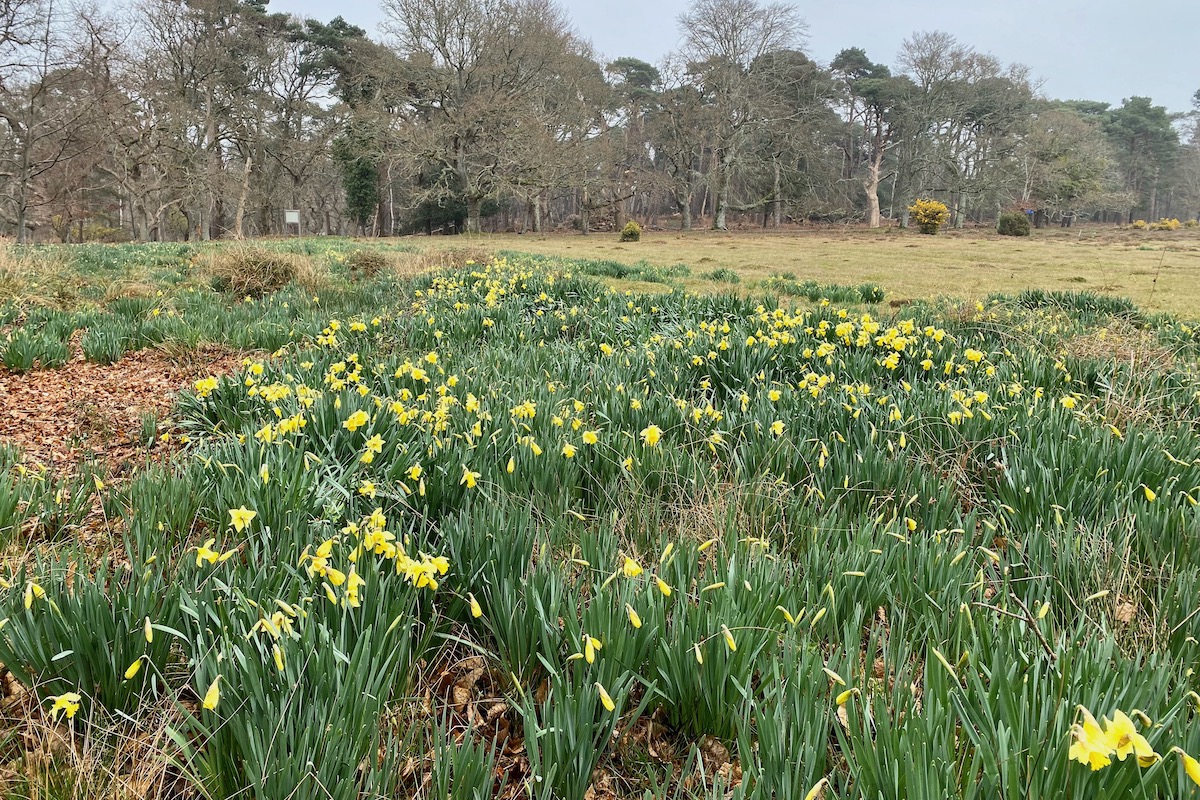 Daffodils Blooming on Brownsea Island in Dorset
