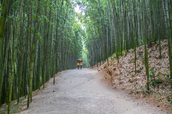 Damyang Bamboo Park in South Korea