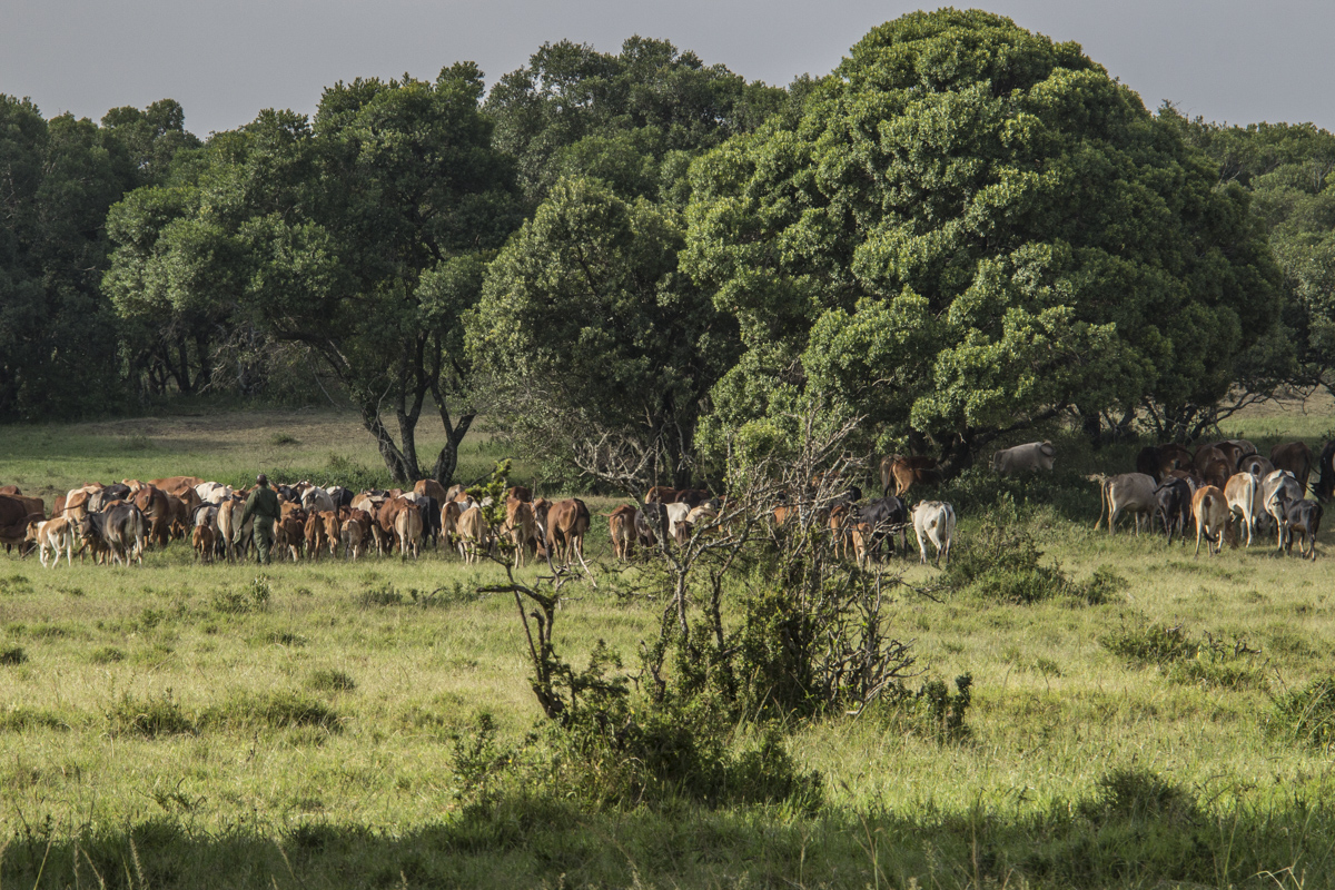 Dapash dealing with truant cows in the Enonkishu Conservancy, Kenya  0180