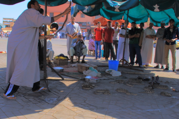 Truant snake recaptured in Djemaa el Fna Square in Marrakech