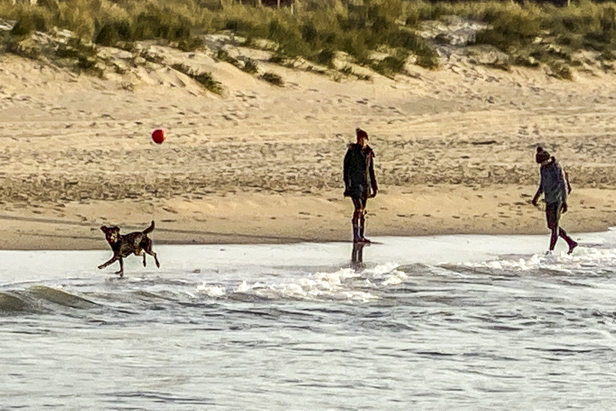 Dog Playing Football on Sandbanks Beach  5839