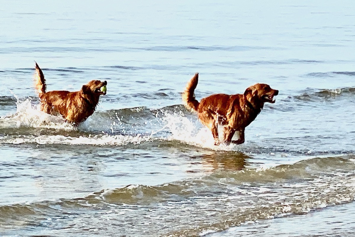 Dogs Playing on Sandbanks Beach, Dorset  5653