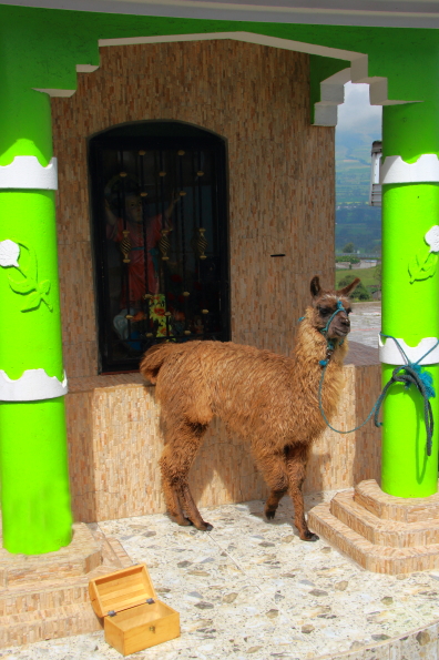 Dollar in the box please to take a photo of this llama