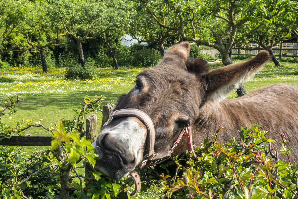 Donkey at Kent Life near Maidstone in Kent  5151798