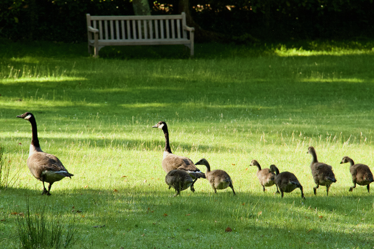 Family of Canada Geese on Brownsea Island, Poole in Dorset