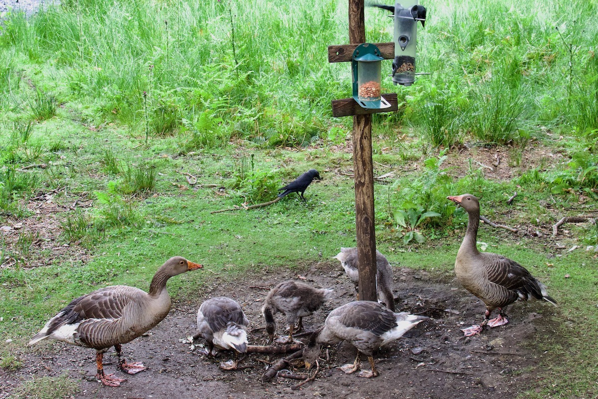 Family of Greylag Geese on Brownsea Island in Dorset