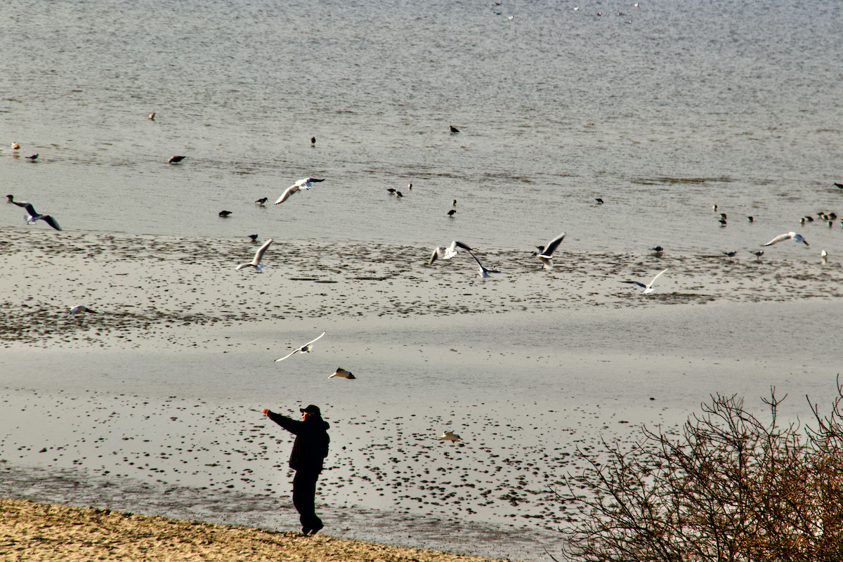 Feeding the Birds in Poole Harbour, Dorset