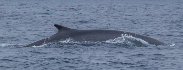 Fin Whale in the sea around Faial Island in the Azores