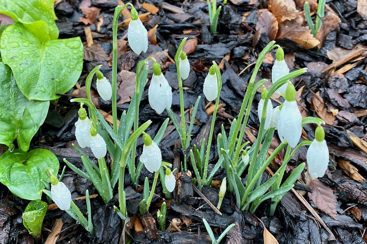 First Snowdrops of Spring