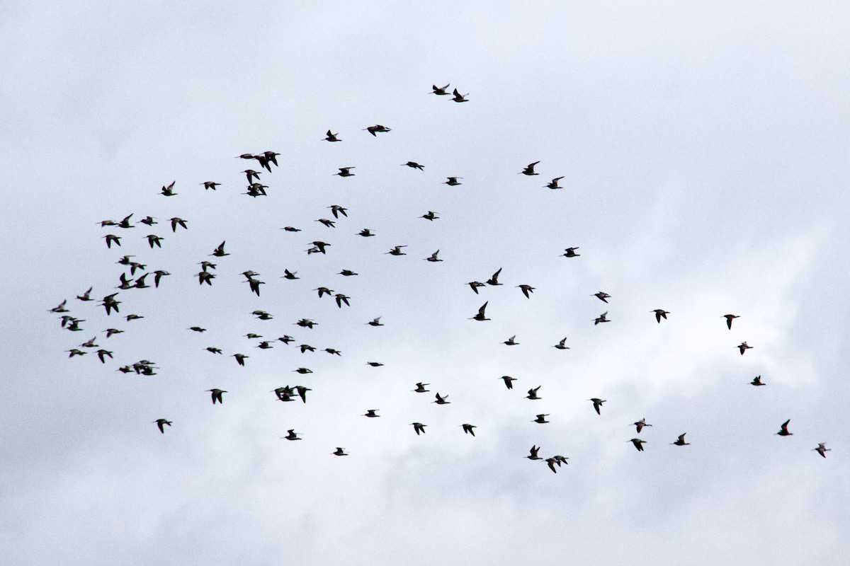 Flock of Birds in Poole Harbour, Dorset