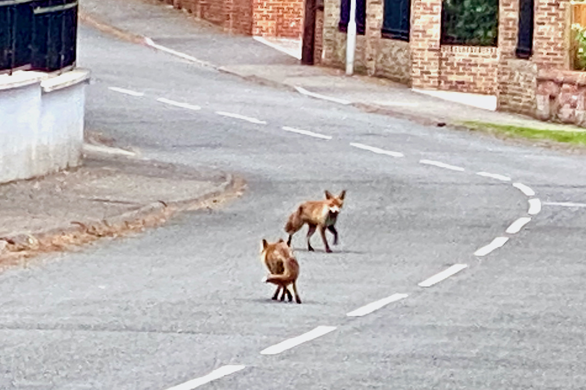 Foxes on the Road in Dorset