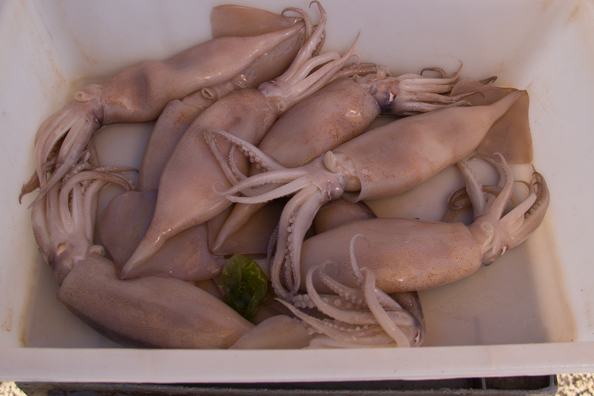 Fresh cuttlefish in the fishing harbour of Bari in Puglia
