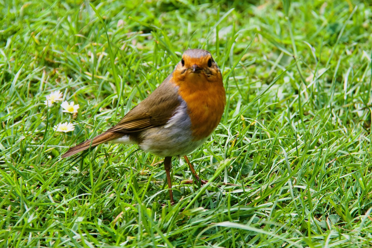 Friendly Robin at Exbury Gardens in Hampshire