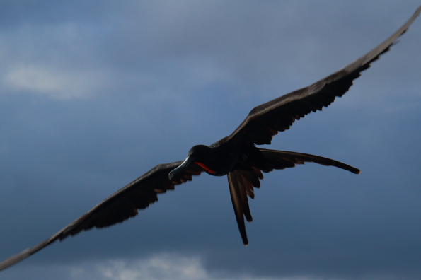 Frigate bird scavenging at the ferry terminal on Santa Cruz Island in the Galapagos Islands